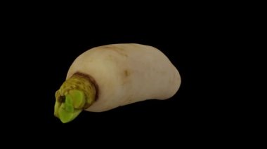 Siyah zemin üzerinde dönen bir Daikon 'un (Beyaz Japon Turpu) gerçekçi canlandırması. Video kusursuz bir şekilde döngüye giriyor ve üç boyutlu nesne gerçek bir daikondan taranıyor..