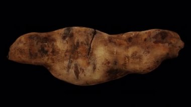 Şeffaf arkaplanda (alfa kanalı ile) yuvarlanan bir Yacon Root 'un gerçekçi canlandırması. Video kusursuz bir şekilde döngüye giriyor ve 3 boyutlu nesne gerçek bir yaton kökünden taranıyor..