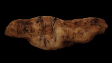 Siyah arka planda yuvarlanan bir Yacon Root 'un gerçekçi canlandırması. Video kusursuz bir şekilde döngüye giriyor ve 3 boyutlu nesne gerçek bir Yacon Kökünden taranıyor..