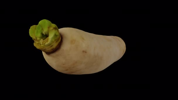 Renderizado Realista Daikon Giratorio Rábano Blanco Japonés Sobre Fondo Transparente — Vídeo de stock