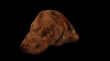 Siyah arka planda dönen bir Yacon Kökü 'nün gerçekçi canlandırması. Video kusursuz bir şekilde döngüye giriyor ve 3 boyutlu nesne gerçek bir yaton kökünden taranıyor..