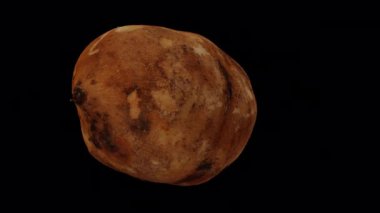 Şeffaf arka planda (alfa kanallı) dönen bir kesiğin gerçekçi canlandırması. Video kusursuz bir şekilde döngüye giriyor ve 3 boyutlu nesne gerçek bir yaton kökünden taranıyor..