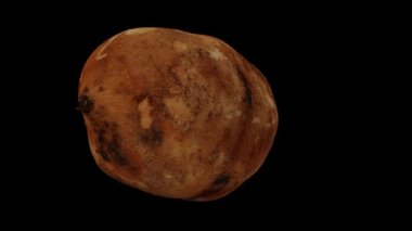 Siyah arka planda dönen Yacon Root 'un gerçekçi canlandırması. Video kusursuz bir şekilde döngüye giriyor ve 3 boyutlu nesne gerçek bir Yacon Kökünden taranıyor..