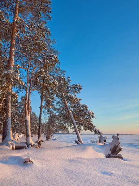 Verschneite Ostseeküste Einem Wintertag Bei Sonnenuntergang Mit Einer Umgestürzten Kiefer — Stockfoto