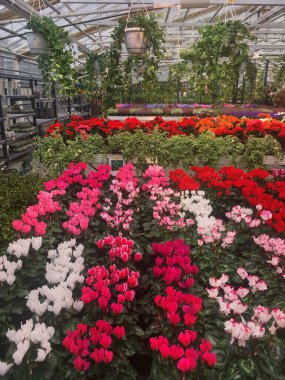 Avrupa 'da sonbahar sergisi ve çiçek ve bitki satışı.