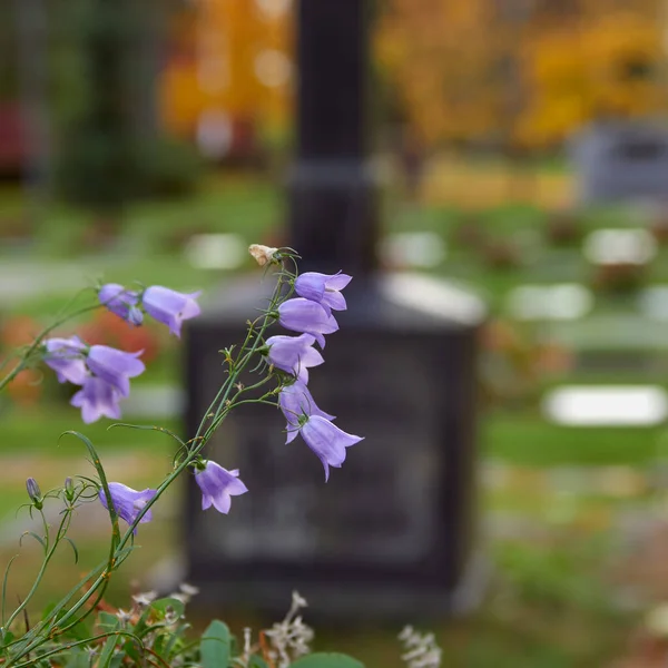 Campanula Flowers Finnish Town Askola Autumn Old Cemetery — Stock Photo, Image