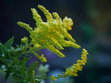 Solidago in hoarfrost: sarı çiçekler, bulanık arkaplan, damlalar, kristaller, bahçe bitkisi.