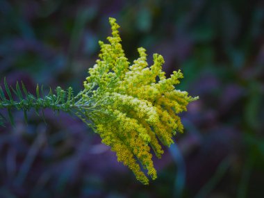 Solidago in hoarfrost: sarı çiçekler, bulanık arkaplan, damlalar, kristaller, bahçe bitkisi.