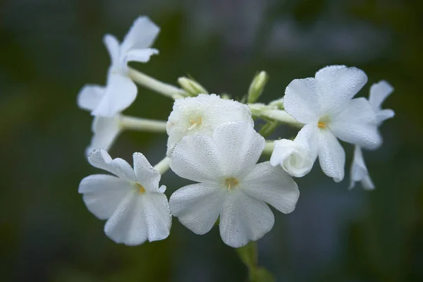 Phlox Paniculata Frost White Flowers Blurred Background Drops Crystals Garden — 스톡 사진