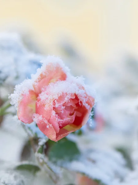 Rosa Sob Neve Fundo Desfocado Buquê Natal Ano Novo — Fotografia de Stock