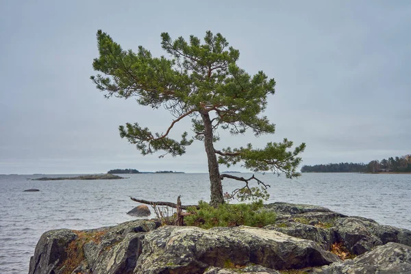 Lonely Pine Tree Stone Finnish Kallahdenniemi Vuosaari Backdrop Sea Islands — Stock Photo, Image
