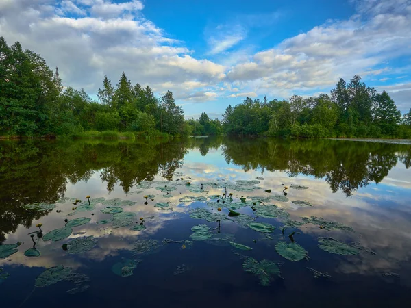 Ποταμός Δάσος Μέσα Καλοκαιριού Ποτάμια Λουλούδια Αντανάκλαση Των Νεφών Karelian — Φωτογραφία Αρχείου