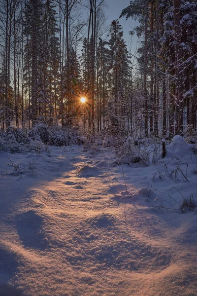 Crépuscule Dans Forêt Hiver Finlandaise Tuusula Rayons Soleil Couchant Neige — Photo