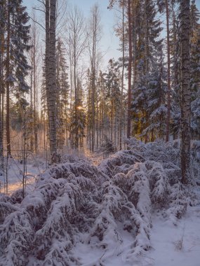 Finlandiya 'nın Tuusula kış ormanında alacakaranlık, batan güneş ışınları, Aralık karı.