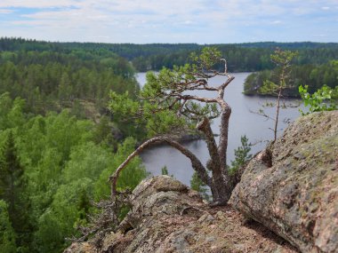Ulusal Finlandiya parkındaki çam ağacı manzaranın arka planına karşı yazın Repovesi.