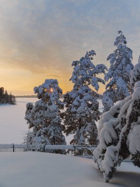 Finlandiya Tuusula Gölü 'nde kış günbatımı: çok kar, kuzey Avrupa' nın doğası, çam ormanı.