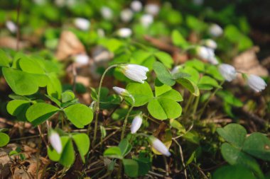 İlk bahar beyaz orman çiçekleri: beyaz kar damlaları, bahar, ormanda güneşli bir gün, kuzey Karelian doğası.