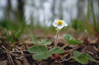 Ormandaki Fragaria Vesca: İlkbahar, ormandaki güneşli gün, Kuzey Karelya doğası, beyaz çiçekler.
