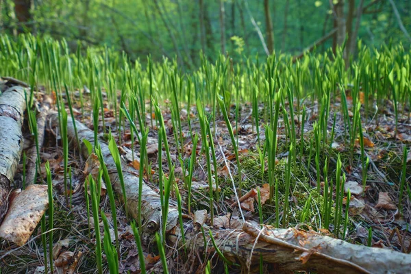 Rekonvallaria Majalis Lese Jaro Slunečný Den Lese Severní Karelistická Příroda — Stock fotografie