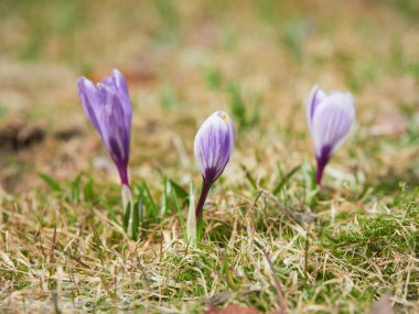 Baharda ilk renkli bahçe timsahlarının ortaya çıkışı..
