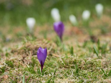 Baharda ilk renkli bahçe timsahlarının ortaya çıkışı..