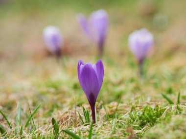 Baharda ilk renkli bahçe timsahlarının ortaya çıkışı..