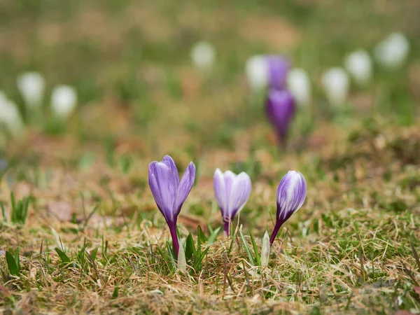 Das Erscheinen Der Ersten Bunten Gartenkrokusse Frühling — Stockfoto