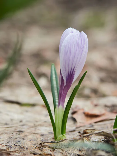 Baharda ilk renkli bahçe timsahlarının ortaya çıkışı..