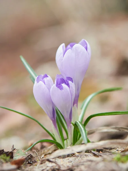 Appearance First Colorful Garden Crocuses Spring Time — Stockfoto