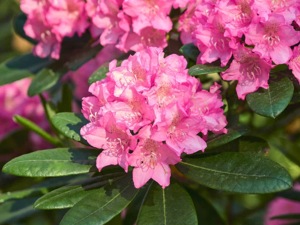 Blooming Rhododendrons Finnish Haaga Flower Park — стокове фото