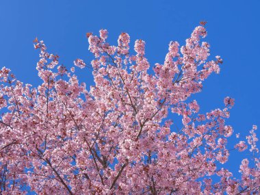 Finlandiya 'nın Kerava şehrinin merkezinde kiraz ağaçları ve sakura çiçekleri.