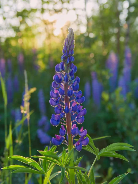 Lupins Background Sun Field Sunset Finnish Tuusula — 스톡 사진