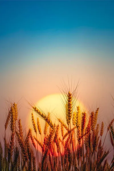 Hermoso Paisaje Campo Trigo Dorado Con Fondo Natural Atardecer —  Fotos de Stock