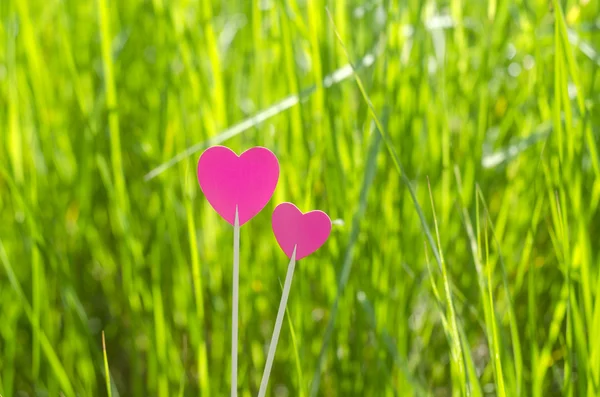 Hati merah muda dengan latar belakang rumput — Stok Foto