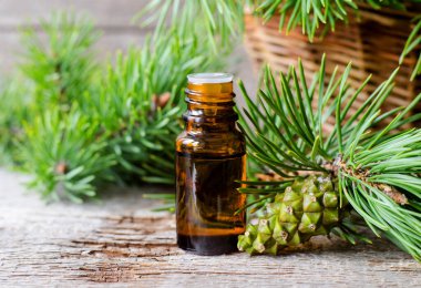 Temel çam yağı, çam ağacı dalları ve yeşil koni içeren küçük cam şişe. Aromaterapi, sauna, ev yapımı spa ve bitkisel ilaç malzemeleri. Boşluğu kopyala. 