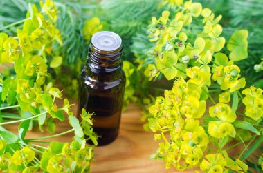 Küçük bir şişe euphorbia cyparissias, selvi spurge extract (süt otu bitkisel tütünü, infüzyon, yağ). Aromaterapi, spa ve bitkisel ilaçlar..