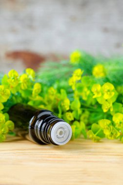 Küçük bir şişe euphorbia cyparissias, selvi spurge extract (süt otu bitkisel tütünü, infüzyon, yağ). Aromaterapi, spa ve bitkisel ilaçlar..