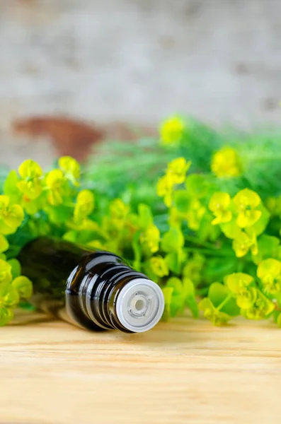 Botella Pequeña Euforbia Cyparissias Extracto Ciprés Spurge Tintura Hierbas Milkweed —  Fotos de Stock
