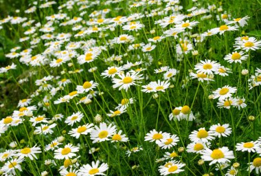 Papatya çiçeği tarlası. Roma papatyaları çok güzel çiçek açıyor. Bitkisel ilaçlar, aromaterapi konsepti. Seçici odak