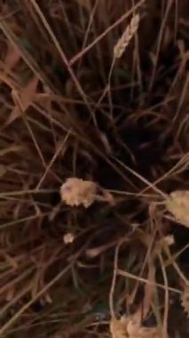 Tarlada rüzgardan sarkan buğday kulakları. Dikey video. Yukarıdan ateş ediyorlar. Yavaş çekim videosu. Yüksek kaliteli görüntüler