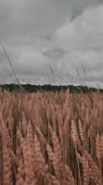 Tarlada rüzgardan sarkan buğday kulakları. Arka planda güzel bir gökyüzü. Dikey video. Yüksek kaliteli görüntüler