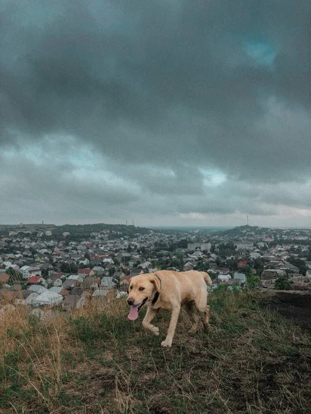 The tired dog ran up the mountain. The city is in the background. Gloomy weather. High-quality photo