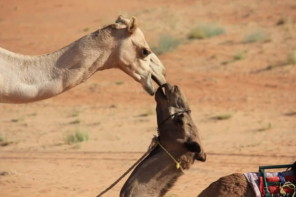Camel's kiss i öknen — Stockfoto