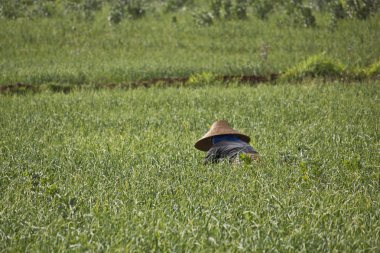 bir kız bir pirinç alan myanmar içinde
