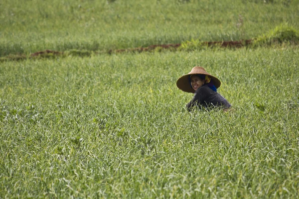 Una ragazza in una risaia in Myanmar — Foto Stock