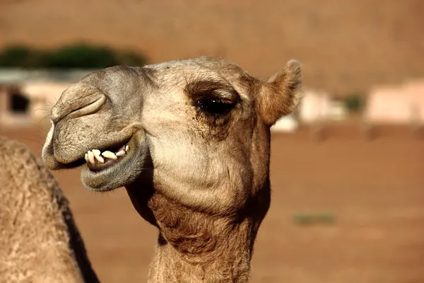 Kamel lächelt — Stockfoto