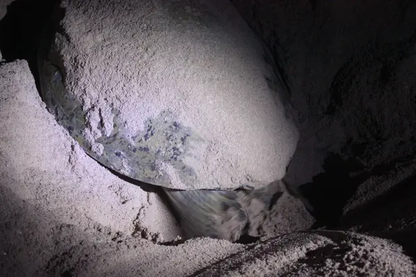 Grote schildpad leggen eieren in de nacht — Stockfoto