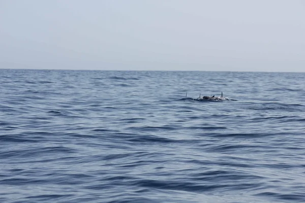 Große Meeresschildkröte schwimmt im Meer — Stockfoto