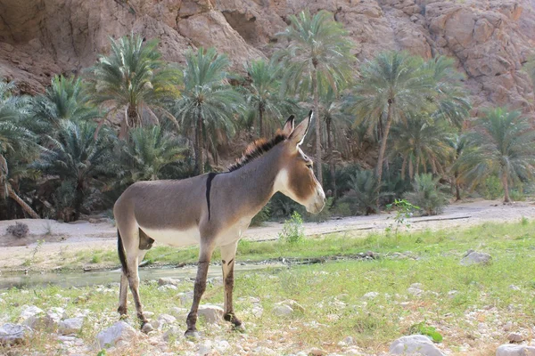 Burro en un oasis en Omán — Foto de Stock