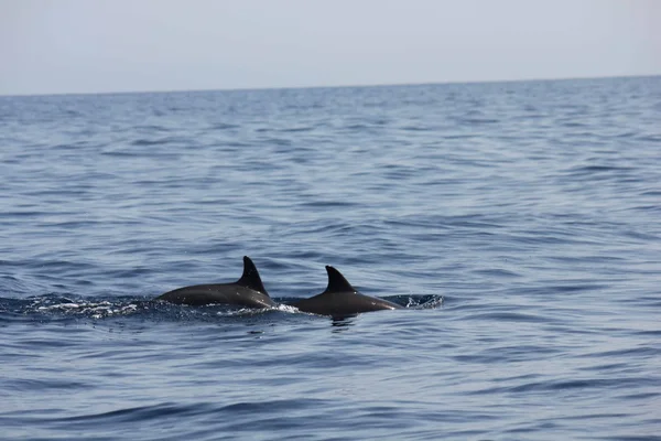 Delfines nadando en el golfo omani . Imagen de stock